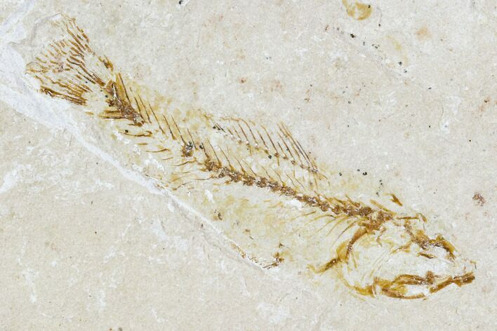 Cretaceous Fossil Fish (Armigatus)- Lebanon #111681
